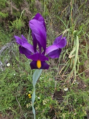 Iris filifolia, photograph (c) Jacek Pietruszewski, some rights reserved (CC BY)