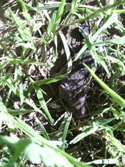 Notiosorex crawfordi