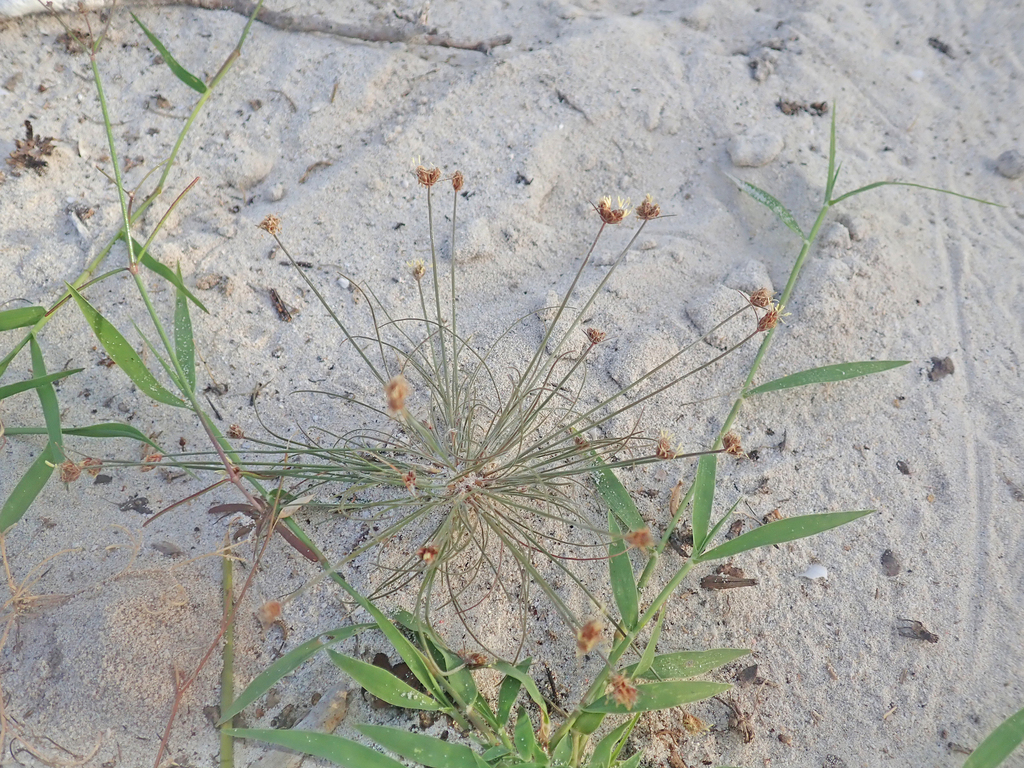 Bulbostylis mahafalensis
