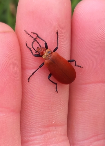 Pyrochroa serraticornis