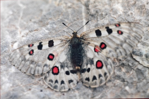 Large Keeled Apollo