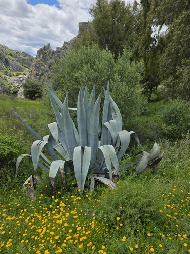 Avistamiento Pita (Agave americana)