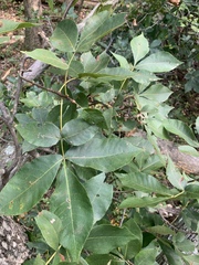 Carya glabra glabra