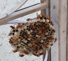 Pachysomoides fulvus