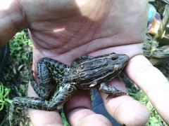 Lithobates magnaocularis