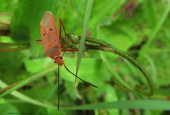 Dysdercus evanescens