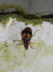 Lebia fuscata