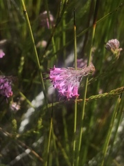 Erica barbigeroides