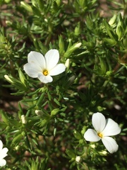 Leptosiphon floribundus glaber