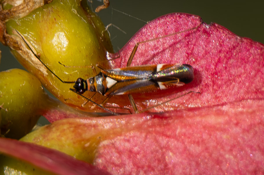 Cyllecoris merope