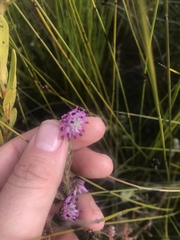 Erica barbigeroides