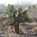 Opuntia echios zacana - Photo (c) Dan Nydick, some rights reserved (CC BY-NC), uploaded by Dan Nydick
