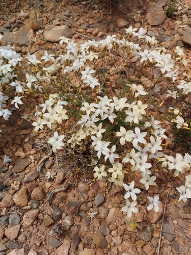 White Flax