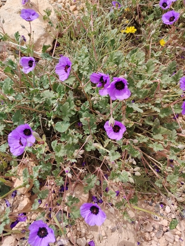 Erodium guttatum