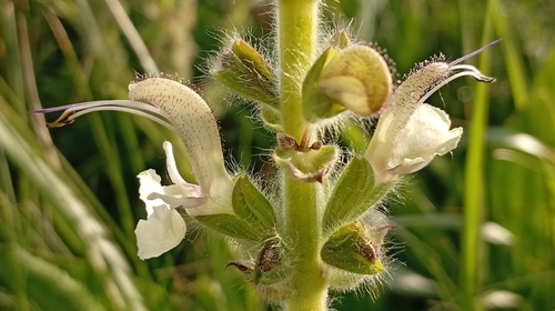 Image of Salvia revelata by no rights reserved