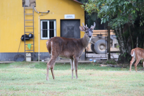 Chiapas White-tailed Deer (Subspecies Odocoileus virginianus