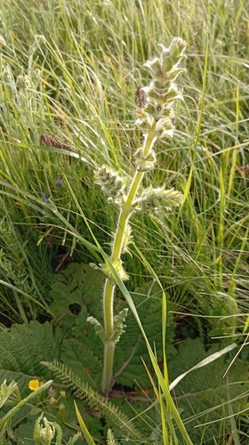 Image of Salvia revelata by no rights reserved