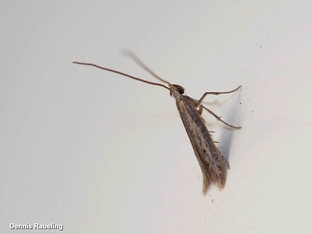 Chersogenes lanzarotae
