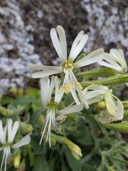 Andryalifolia Campion (Silene andryalifolia)