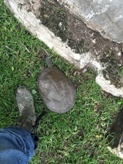 Apalone spinifera guadalupensis