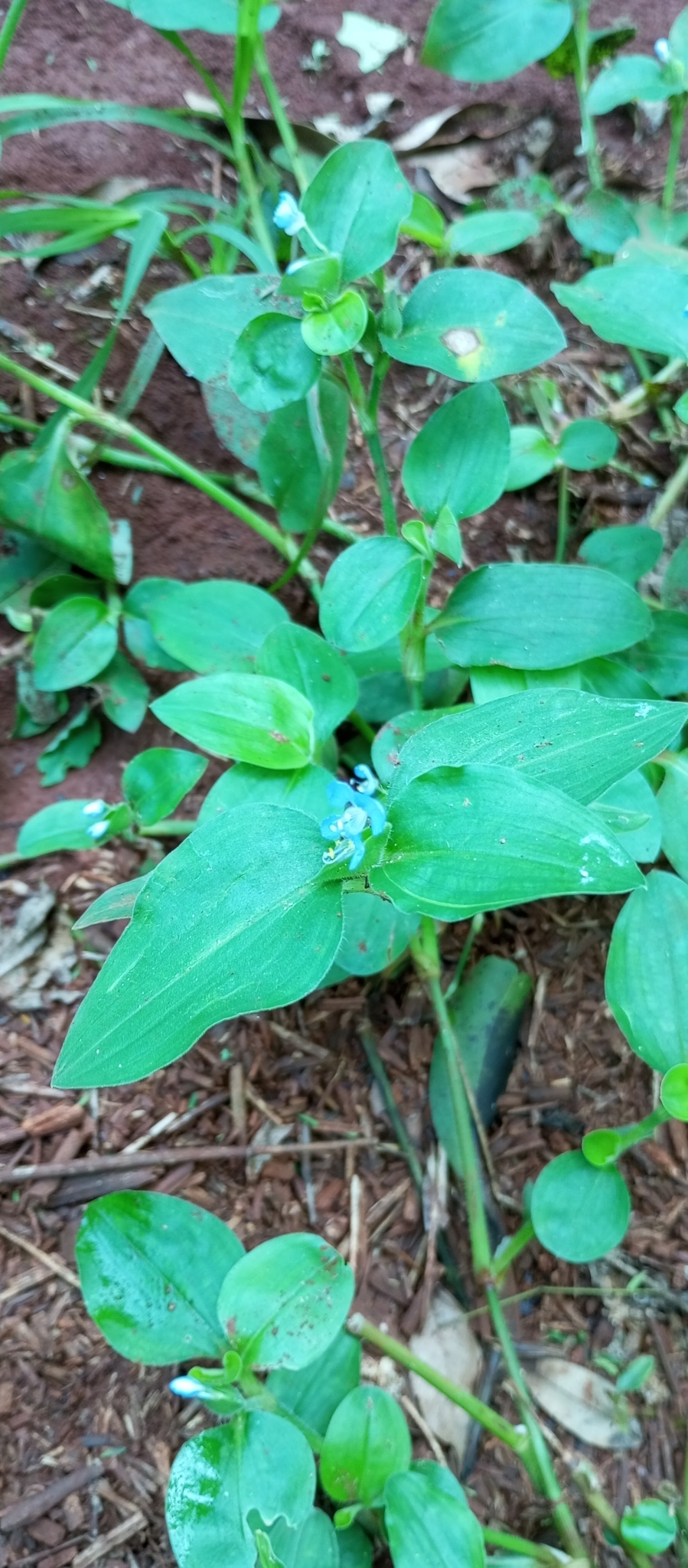 Commelina benghalensis