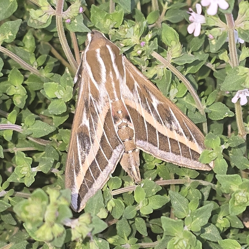 Hyles livornica