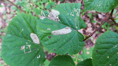 Stigmella tiliae