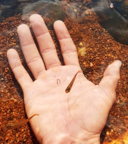 Cuban mosquitofish