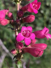 Penstemon clevelandii clevelandii