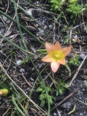 Romulea hirsuta cuprea