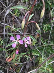 Clarkia delicata