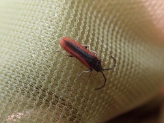 Omalisus fontisbellaquei