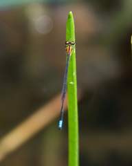 Acanthagrion