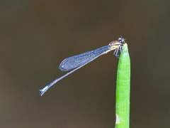 Acanthagrion