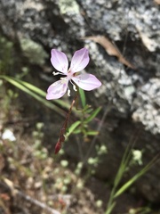 Clarkia similis