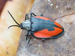 Pseudocalaspidea cassidea