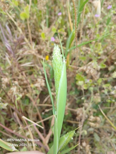 Awned Canary-grass