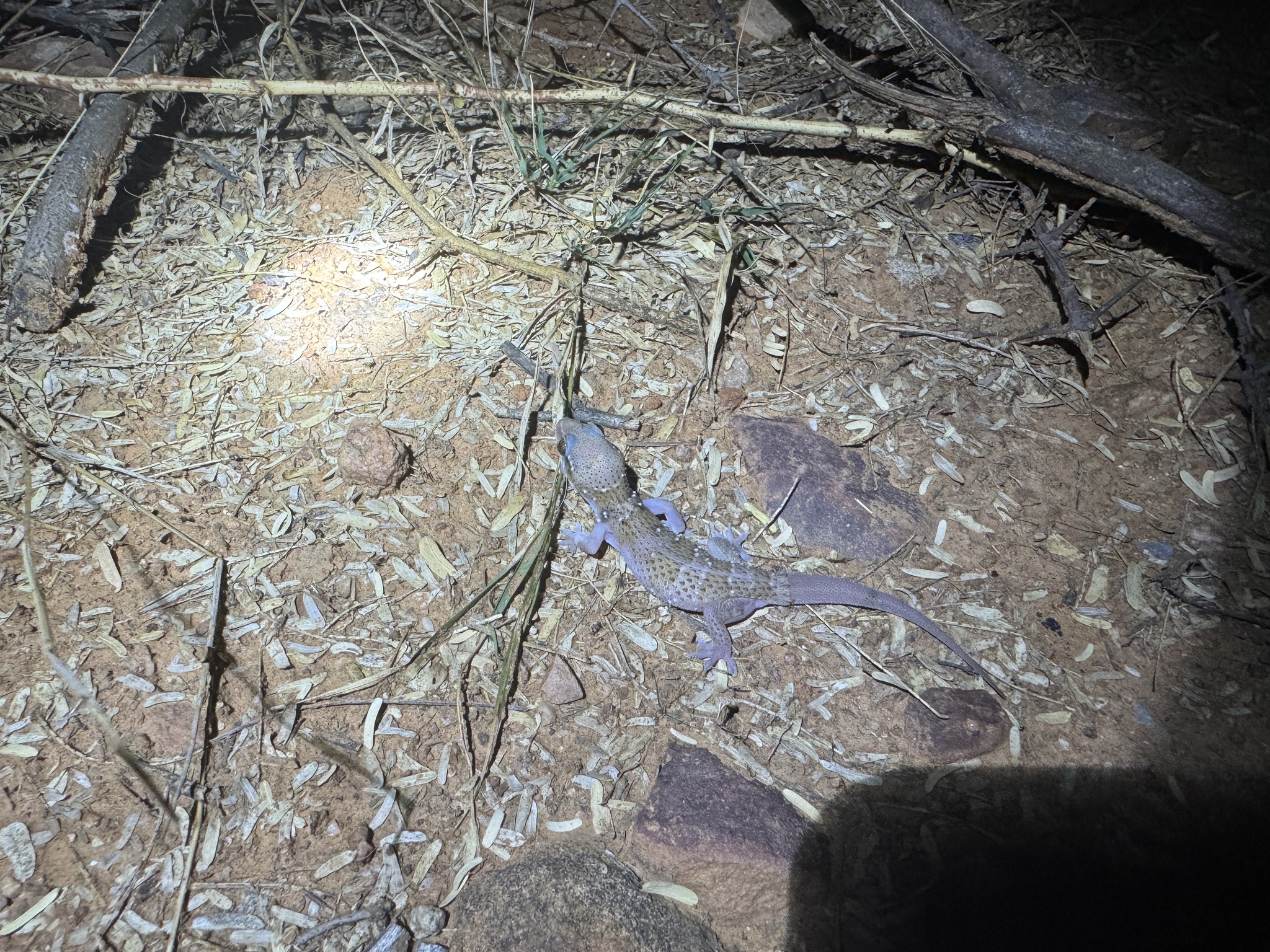Whitaker's Termite Hill Gecko