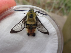 Hemaris tityus