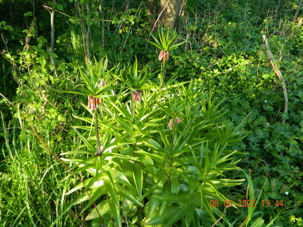 Fritillaria imperialis, Тумелілла, Швеція