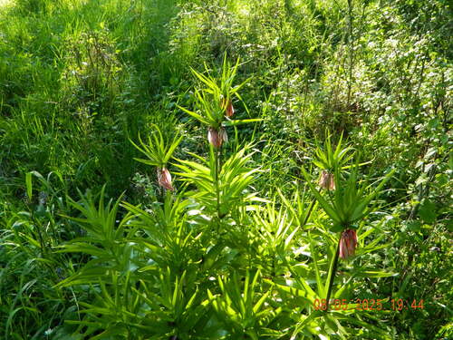 Fritillaria imperialis
