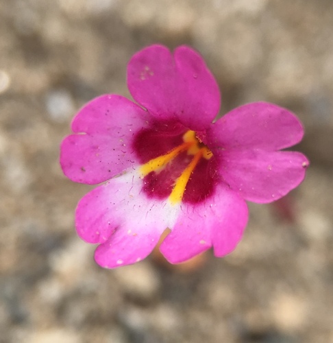 Image of Erythranthe diffusa by (c) Matt Berger, some rights reserved (CC BY)