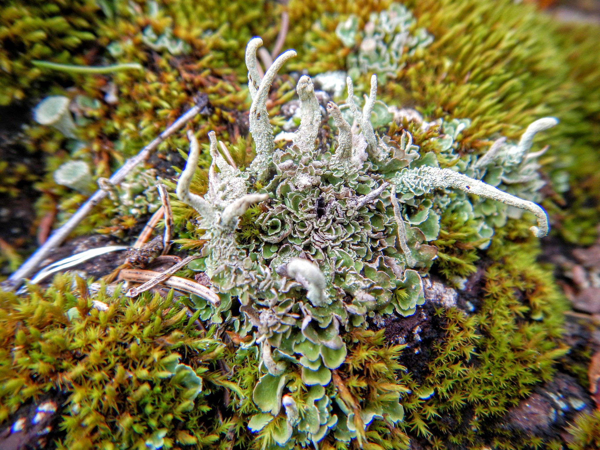 Cladoniaceae image