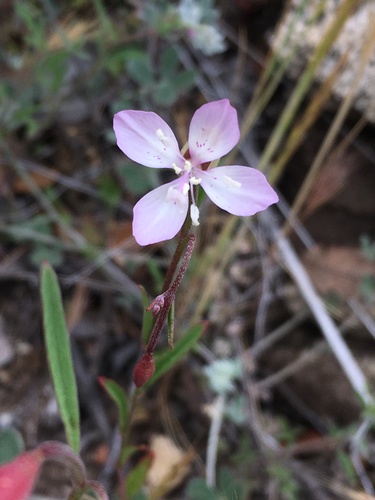 Image of Clarkia similis by (c) Matt Berger, some rights reserved (CC BY)