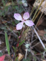 Clarkia similis