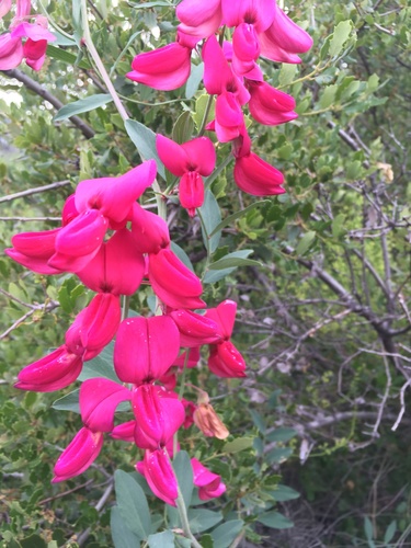 Image of Lathyrus splendens by (c) Matt Berger, some rights reserved (CC BY)