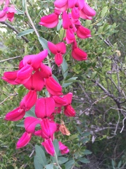 Lathyrus splendens