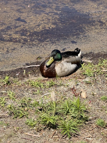 Duck