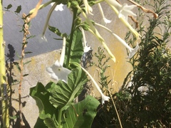 Nicotiana alata