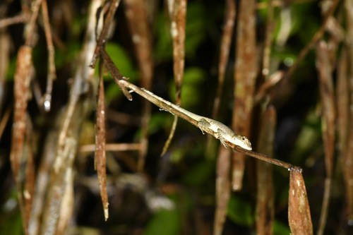 Urrao anole, Anolis urraoi